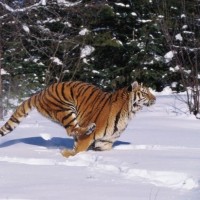 FOTO4 Tiger marek