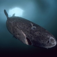 Grenlandski morski pes
