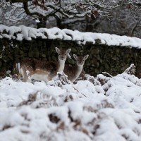 sneg, živali