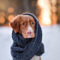 pes, zima