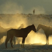 konji, zima, prah