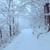 sneg, borovnica