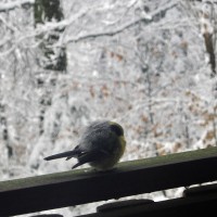 Mraz, sneg, zima, ptič, februar 2018