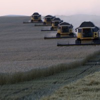rusija polje pšenica