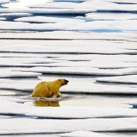 polarni medved, severni medved, arktika