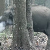 smoking elephant