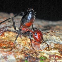mravlja eksplodirajoca