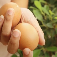 jajca v rokah