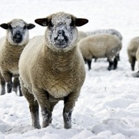 ovca, ovce, sneg