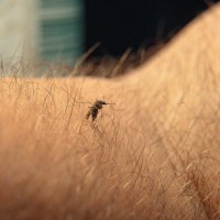 simbolična, komar, komarji, insekt