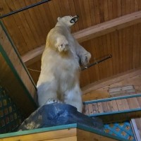 kraja, nagačen polarni medved