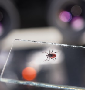 Nevidna grožnja v travi: Vsak tretji bolnik ima težave s spominom