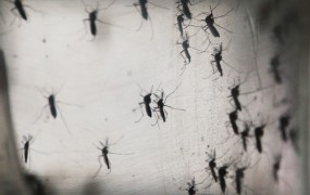 Obama želi 1,8 milijarde dolarjev za boj proti virusu zika