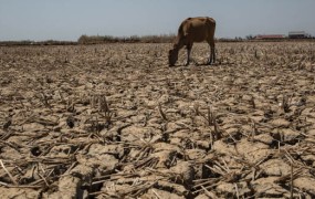 Zimbabve je zaradi suše začel prodajati divje živali