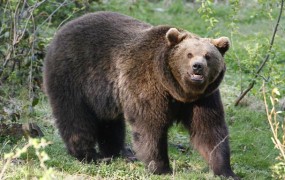 V Španijo pošiljamo slovenskega korenjaka, ki bo "poskrbel" za pirenejske medvedke
