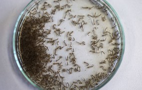 V Nemčiji prvi prenos virusa zika s spolnim odnosom