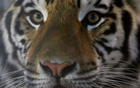 Nizozemska policija v dramatičnem lovu na pobegla tigra