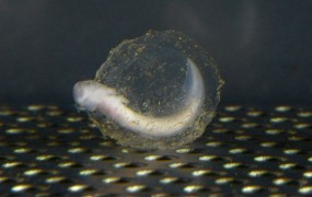 Število človeških ribic v Postojnski jami raste