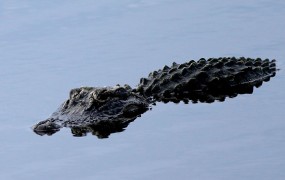 Pred očmi zgroženih staršev je aligator dečka odvlekel v jezero