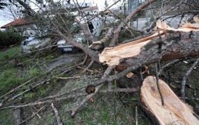 Drevo padlo na otroka iz Slovenije