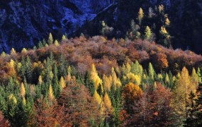 Državne gozdove od danes vodijo Slovenski državni gozdovi