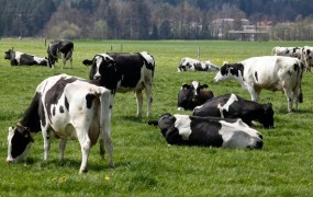 Slovensko mleko, "belo zlato prihodnosti", tudi za kitajske kupce