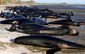 Na obali Nove Zelandije nasedlo prek 400 kitov, več kot 300 že mrtvih