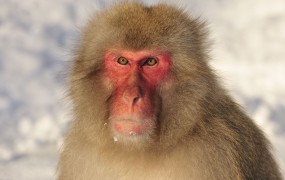 Novica dneva na Škotskem: iz živalskega vrta pobegnila opica
