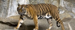 Ogrožen obstoj sumatranskega tigra