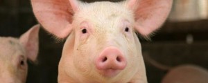 Tatovi dva prašiča ubili, enega poškodovali