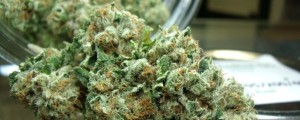 Neverjetni učinki legalizacije konoplje: primer Kolorado