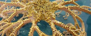 VIDEO: Poglejte, kakšen stvor je potegnil iz oceana