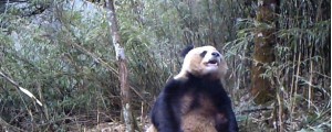 VIDEO: Poglejte, kako masturbira panda