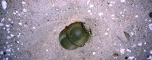 Na letalo z granato v prtljagi