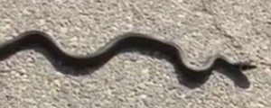 VIDEO: Kanglerju se je izmuznila