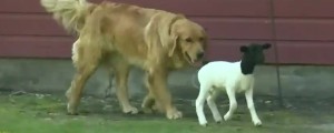 VIDEO: Majhno kozo zapustila mama, rešila jo je psička