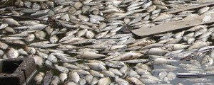 V Slovenski Bistrici poginilo okoli 210 kilogramov rib; poginile tudi v Žalcu