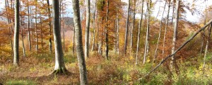 Od danes naš planet za letos živi na kredit