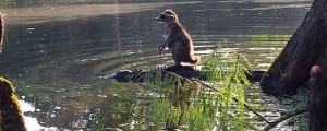Neverjetno! Rakun se je peljal na aligatorjevem hrbtu