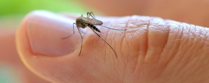 Epidemija rumene mrzlice – jo bodo tigrasti komarji prinesli tudi k nam?
