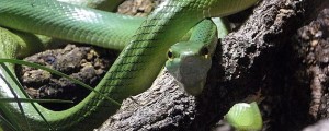 Kača ugriznila otroka, s helikopterjem so ga prepeljali v UKC Ljubljana