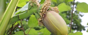 Banane rastejo tudi na Dolenjskem.