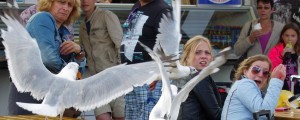 Galebi napadajo in kradejo turistom
