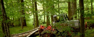 Gozd lani poraščal več kot 58 odstotkov površine Slovenije