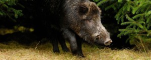 Upokojenca med sprehajanjem psa pokončal trop divjih svinj