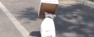 Buldog s škatlo nasmejal milijone