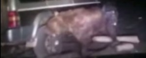 VIDEO: Medved jih je napadel v avtomobilu