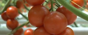 VIDEO: Ni vsa »slovenska zelenjava« res slovenska
