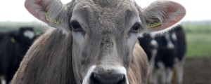 Na Kitajskem gradijo največjo tovarno za kloniranje živali
