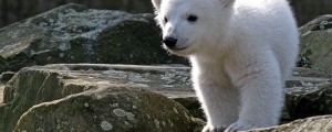 Pojasnjeno, zakaj je umrl polarni medvedek Knu
